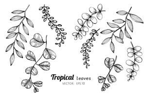 Collection set of Tropical leaves drawing illustration. vector