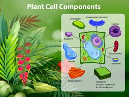 Plant cell components diagram vector