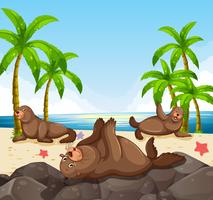 Seals having fun on the beach vector