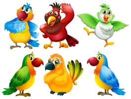 Birds vector