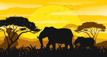 Background scene with silhouette elephants in the field