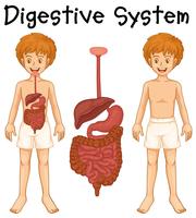 Sistema digestivo en niño humano. vector