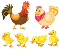 Chicken family vector