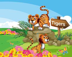 Two tigers beside a signboard vector