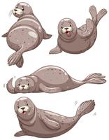 Cuatro focas con cara alegre. vector