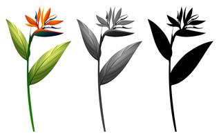 Set of exotic flower vector
