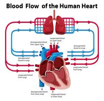 Gráfico que muestra el flujo de sangre del corazón humano vector