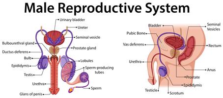 Diagrama que muestra el sistema reproductor masculino vector