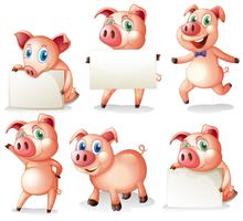 Pigs holding blank boards vector