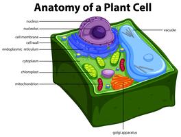 Diagram showing anatomy of plant cell