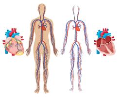 Corazón humano y sistema cardiovascular