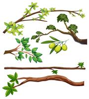 Branches vector