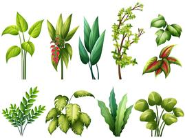 Plantas vector