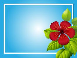 Blue background template with hibiscus flower vector