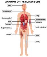Diagrama que muestra la anatomía del cuerpo humano. vector