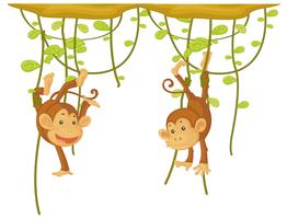 Monkey hanging on the vine vector