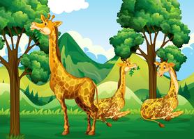 A group of giraffe in forest vector