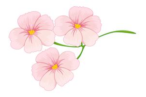 Flowers vector