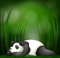 Panda durmiendo en plantilla de bambú vector