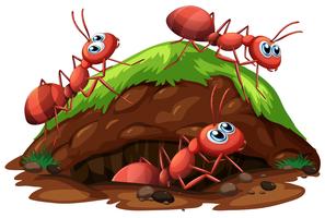 Worker Ants on White Background vector
