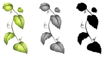 Set of isolated vine  vector