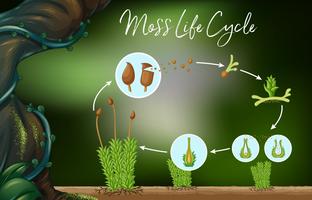 Science Vector of Moss Life Cycle