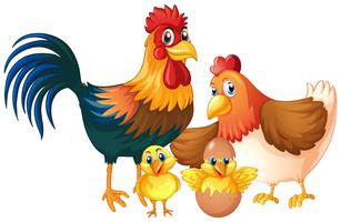 Isolated chicken family on white background vector
