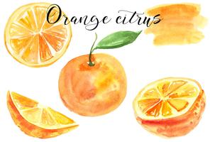 Set orange. Watercolor illustration. Food. Isolated. Natural, organic. Fruit. Citrus. Orange, yellow, red, green. Vector. vector