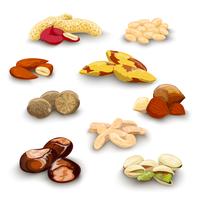 Nuts Decorative Set vector