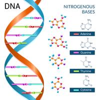 Dna Bases Poster vector