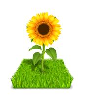 sunflower in the green grass vector