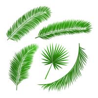 Colección de hojas de palmera. vector