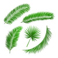 Collection of palm tree leaves vector