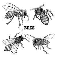 Colecciones de iconos de abejas de miel vector