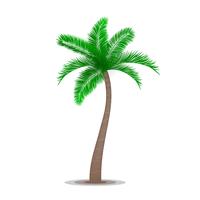 Tropical palm tree symbol vector