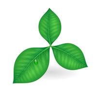 Green leaves symbol vector