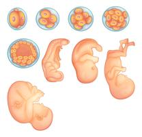 Etapas en el desarrollo embrionario humano. vector