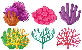 Different types of coral reef vector