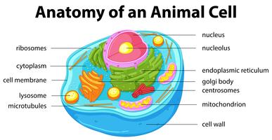 Diagrama que muestra la anatomía de la célula animal. vector