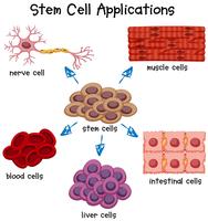 Poster showing different stem cell applications vector