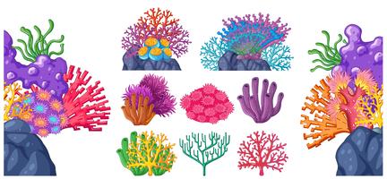 Diferentes tipos de arrecifes de coral. vector
