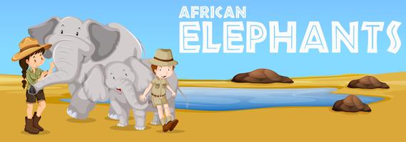 African elephants and people in the field vector