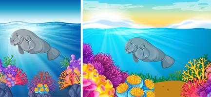 Two scene of manatee swimming under the sea vector