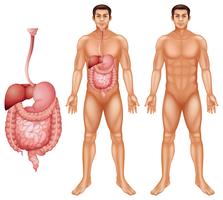 Human digestive system vector