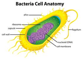 Bacteria cell structure vector