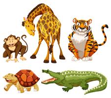 Animals vector