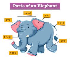 Diagrama que muestra partes de elefante vector