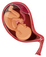 Bebé en vientre de mujer embarazada. vector