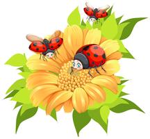 Ladybugs flying around yellow flower vector