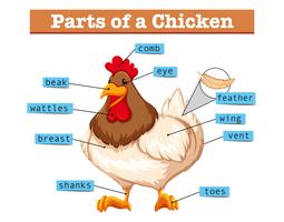 Diagram showing parts of chicken vector